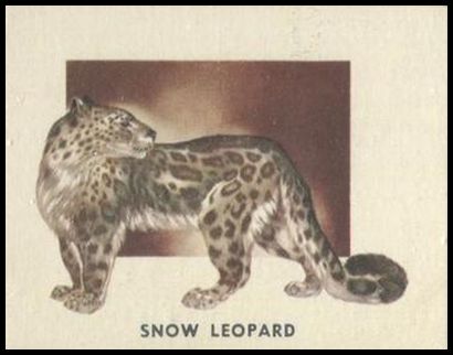 169 Snow Leopard